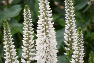 e564201eac9160be518022d9539c9d74