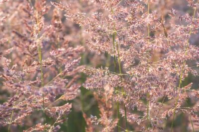 2df0b35769e74ddf577f78e98c9fb417