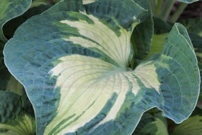 63eb7f62d709fac1fc98821d562d9762