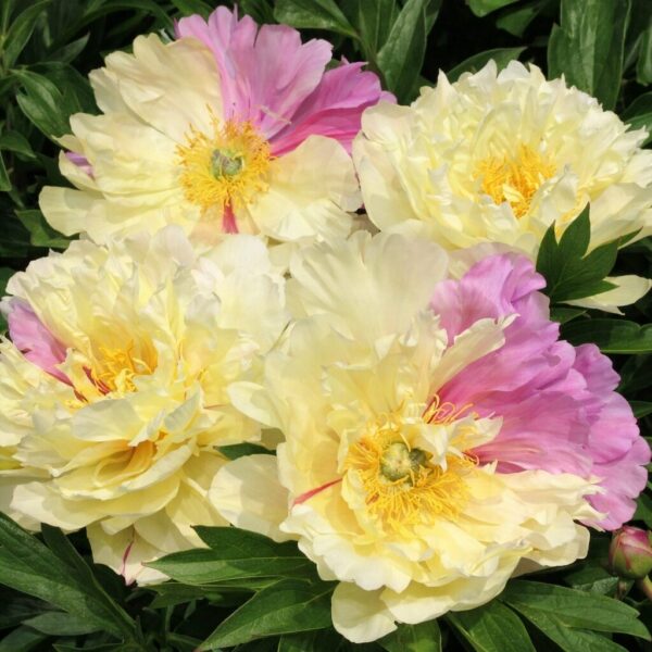 Piwonia ITOH LEMON DREAM - TwojeSady