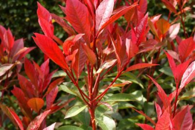 ecb714e3c7b2444967f0e154a077190e