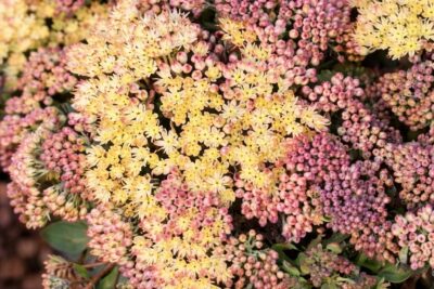 44f8f2b96c860e9e536667997fce8771