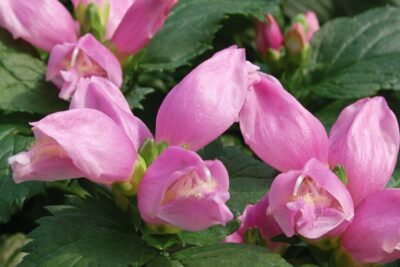 3bad55dea3867babf636a38e52612ee6