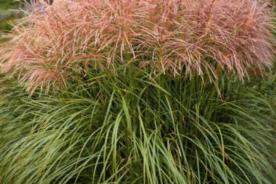 8fa8abdd3c01387606c7bf0504ab5677