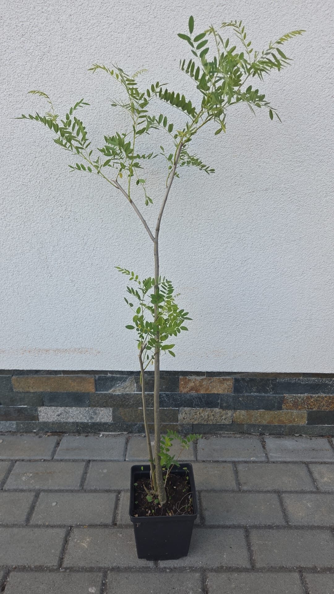 Amorfa krzewiasta AMORPHA FRUTICOSA - obrazek 5