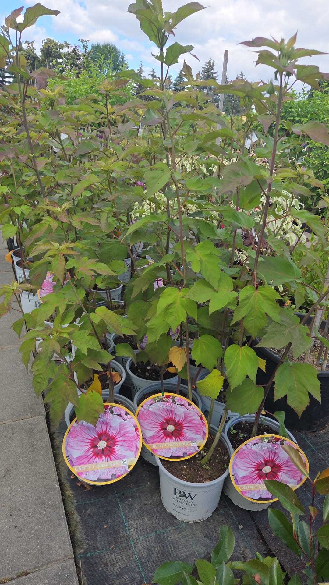 Hibiskus bylinowy CHERRY CHOCO LATTE - obrazek 6