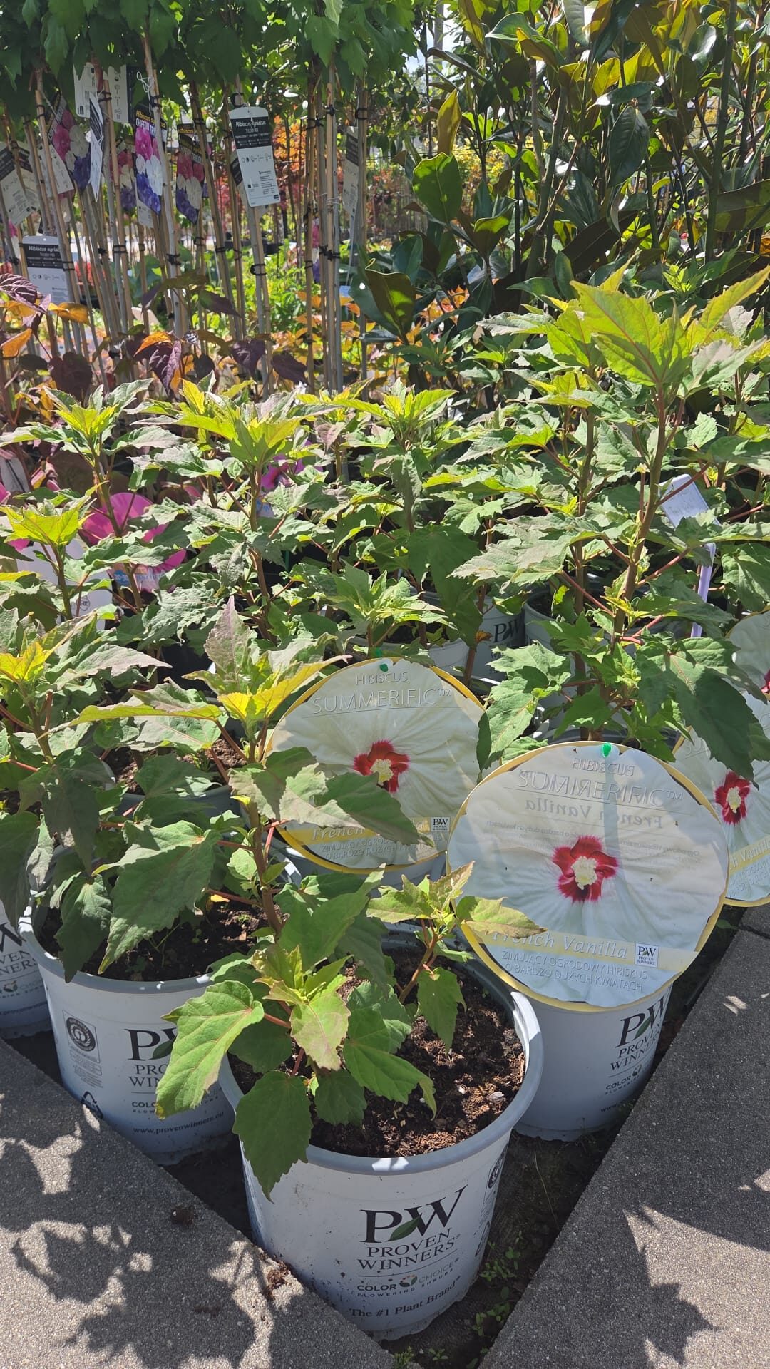 Hibiskus bylinowy FRENCH VANILLA - obrazek 6