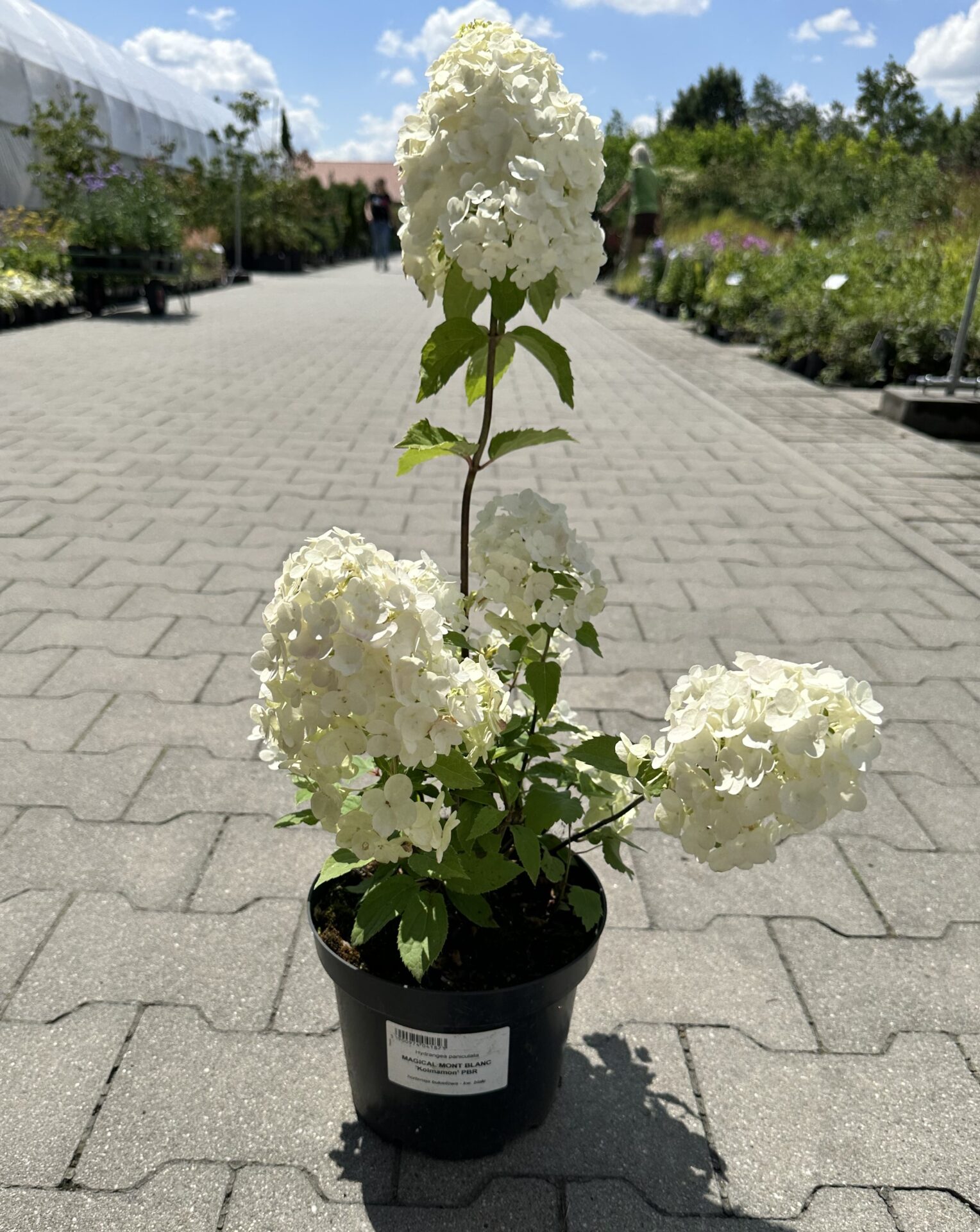 Hortensja bukietowa MAGICAL MONT BLANC - obrazek 5