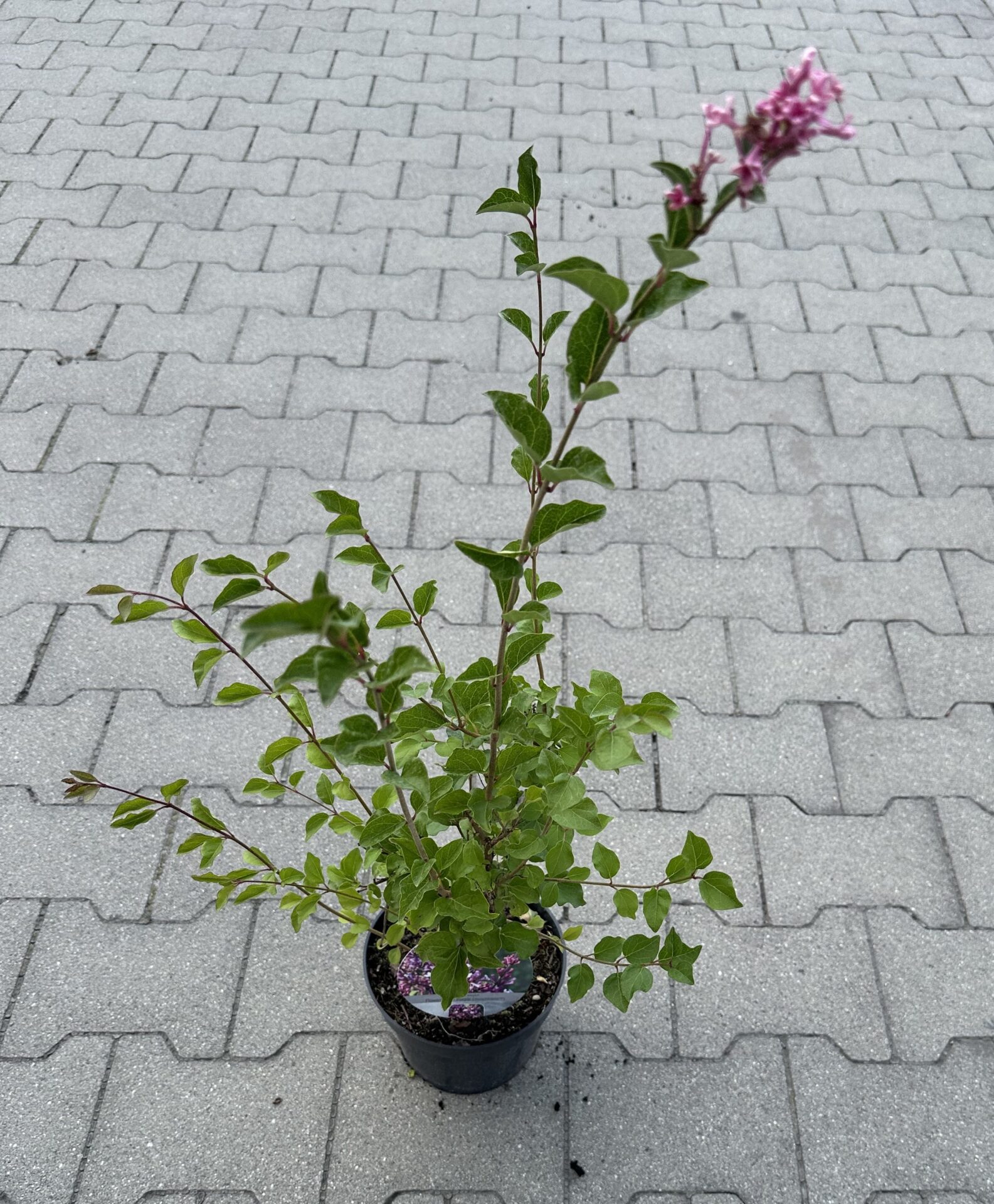 Lilak FLOWERFESTA PURPLE - obrazek 5