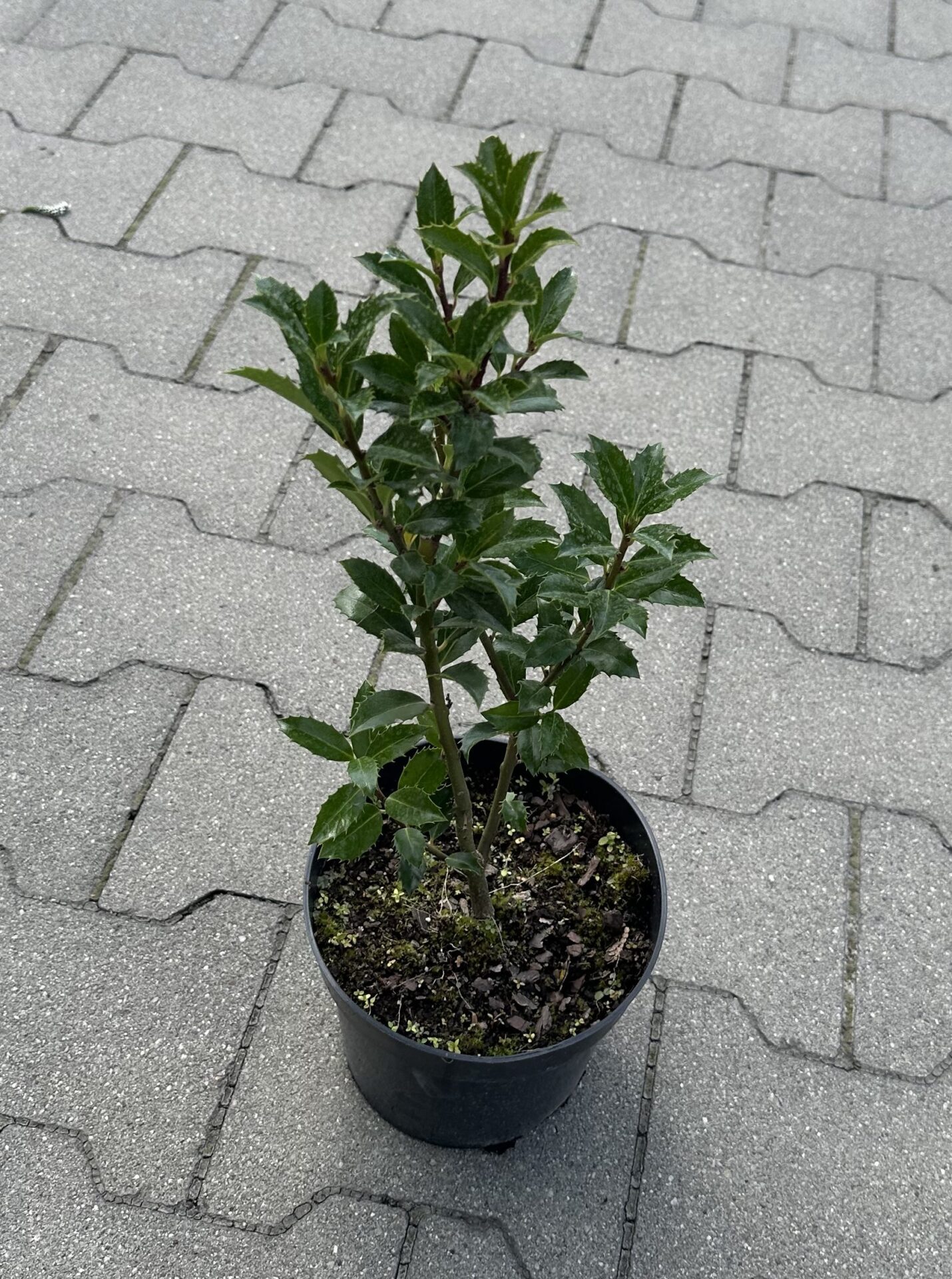 Ostrokrzew HECKENPRACHT - obrazek 5