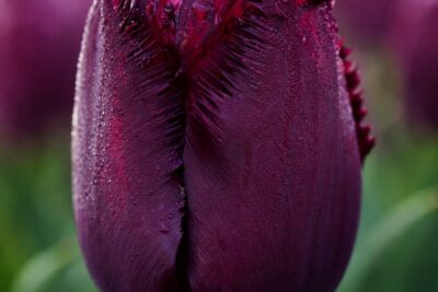 f940a0e3b40408b1edbd846ed5f697a6