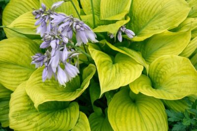 0070309c2f77f2f5c20dfbe4bdb01f15