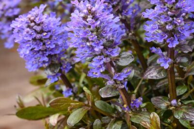 e52ce6f94c2d1741dd3d61cd2f383c95