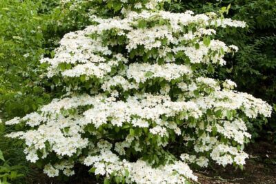 46a47056d9073481c5c374ff5a329848