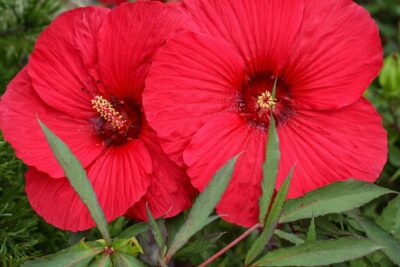 c1b51dd514c5300a8cee3ec40d6071f8