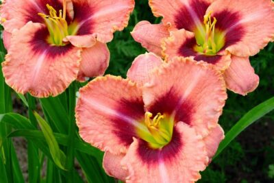 cff04effacd0cf6d4b8c65a7be440465