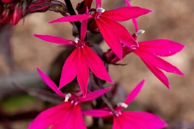 ae46f0eaa96d734c65a41a799da23ab0