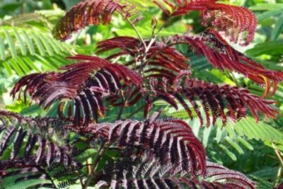 42f3dac02e85a03088116771eda61eed