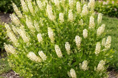 03fa77406c8f89112dbc7fc2be9bc9d7