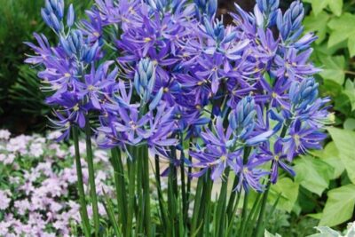 635d0c332d8afb561b1fcfa17a9e9666