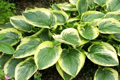 ec50ebceccd6d393b99ffdc6bd7afaac