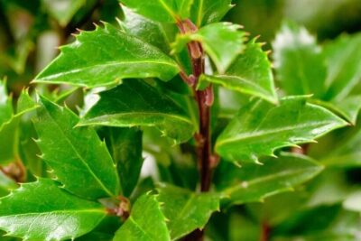 981c176b528dfe0fff77a15ab26c429e