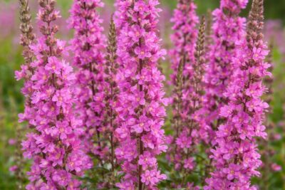 a11a1a650a8d1ecae18edc249b007759