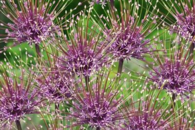 a6935f849c58d9c18ed65359ea5bb0df