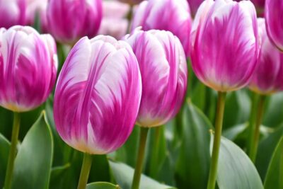 1a0df2bdbc6bd7ce3d4d66d0eb2d7ed0