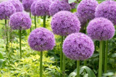 5bd28ad1f2eda4c266d3b207652d7da6