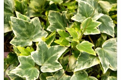 afae7871dbe480f16bfe70c42f0c0392