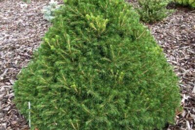 26b80e607c3a22d7c3d7bc3f9af57bb0