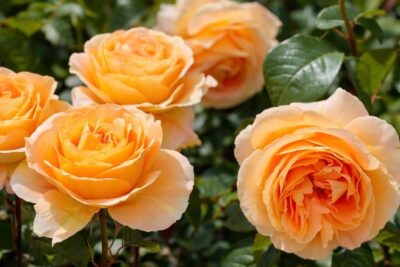 abd728cc5287c1775b07b6f8823061a9