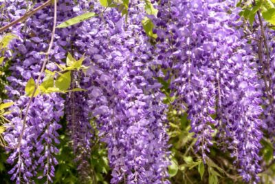 5fe7de37cb67c2fed9a136a082f918a4