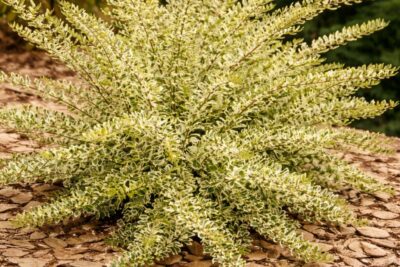 8bd4b7306ad6033bce2156c453f77869