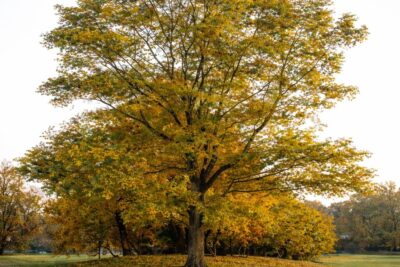 c38ac6c29a62c6417c24d6c5cdc2284a