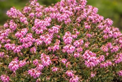 c644f50e77769554d313f30424b067d1