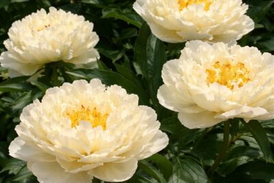 3f34f2507eeb79dca19f84ec7e7dd2be