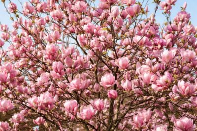 7fe51d5e3fc0b3b40a06fd2161932387