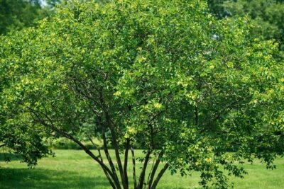 545947a3832de0c5520600242a236859