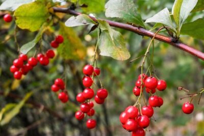 177f15173fb44d1b6db8b1015cb368f4