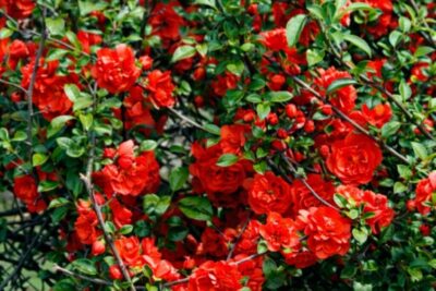 b34329ec41217894ddf5a5a3b5bd334d