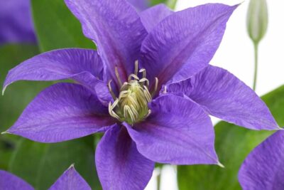 99133e046a4f89366f32f15affe59903