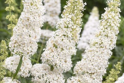 452688de4049c039a68598a661aca40e