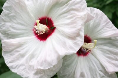 dd9ab3203320ff374b94dd3400ca3153