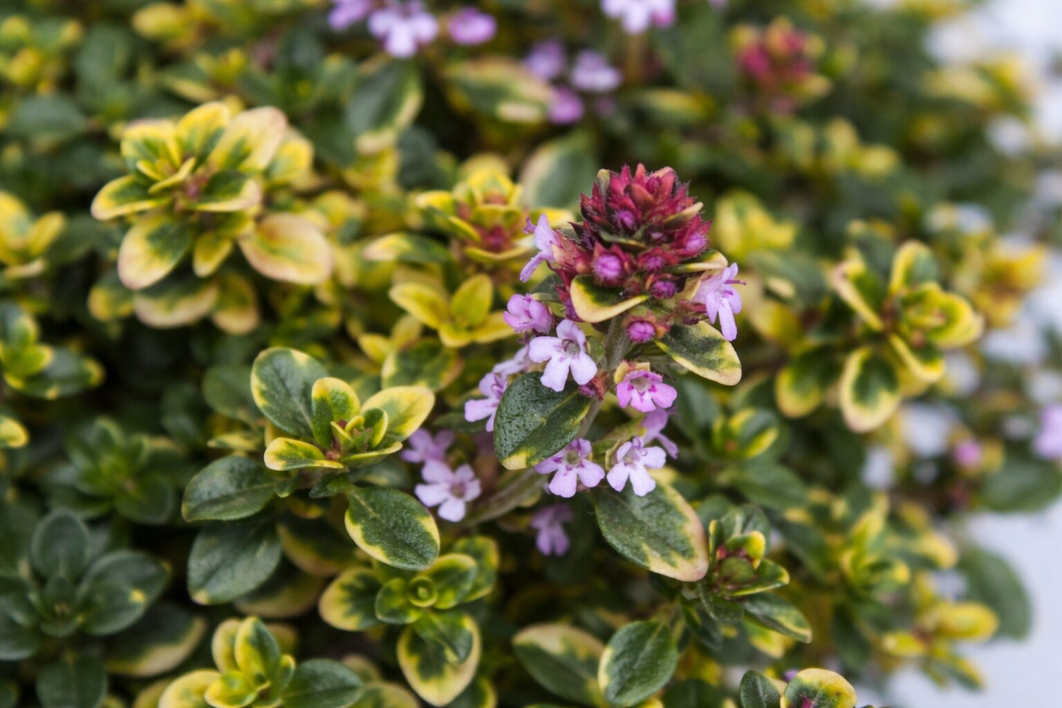 babdfd25359352d4e91388c1d13fc677