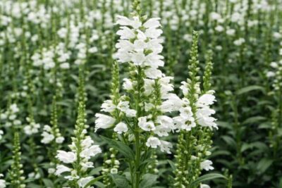 6679aab9c9e654ac2f182367d73789e1