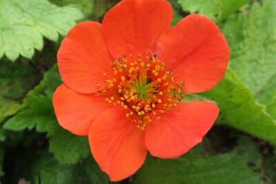 dfa2ab3ca974a08a2da5ac3d30a60556