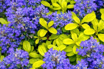 40ed05e9640b411251cad70e881d4f74