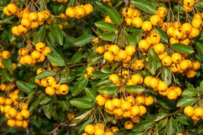 1bbf80b9cc091cc72f5f6035a4bae868